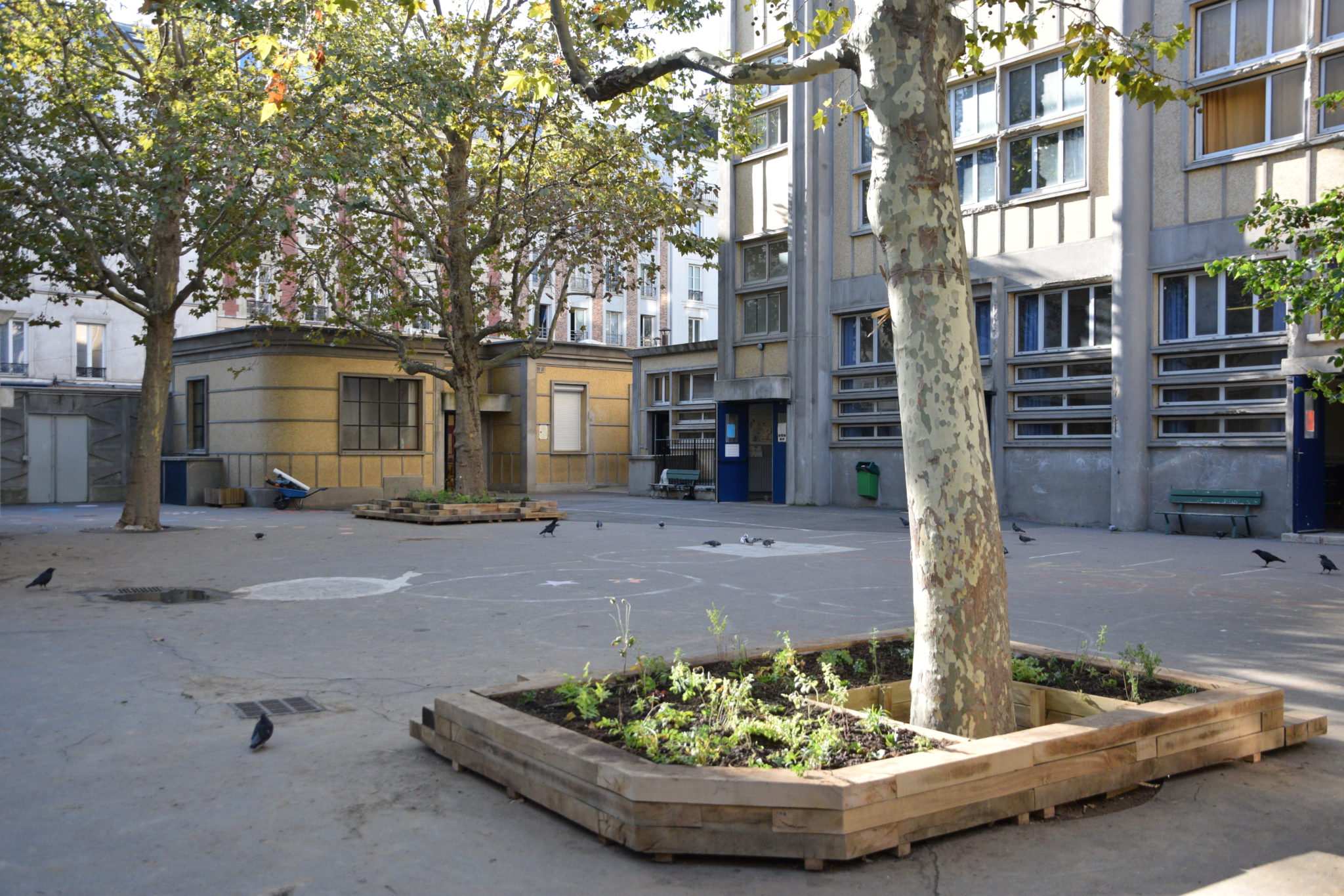 Jardinières en pied d'arbre de la seconde cour