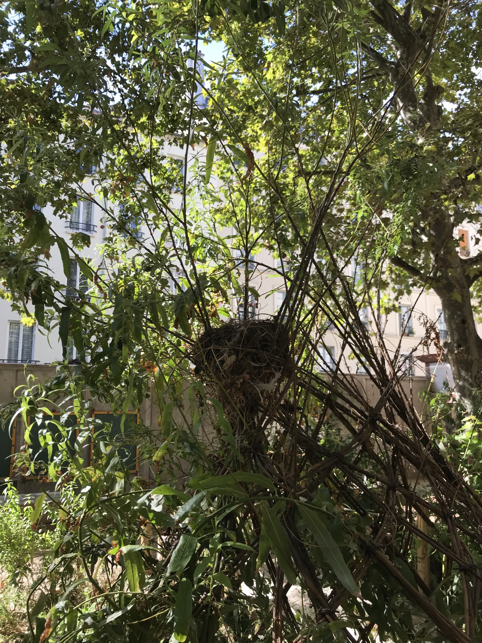 Nid d'oiseau dans la cabane en osier