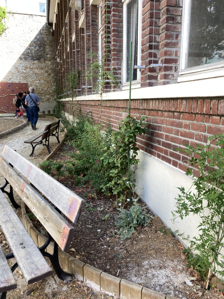 Plantes grimpantes sur la façade principale