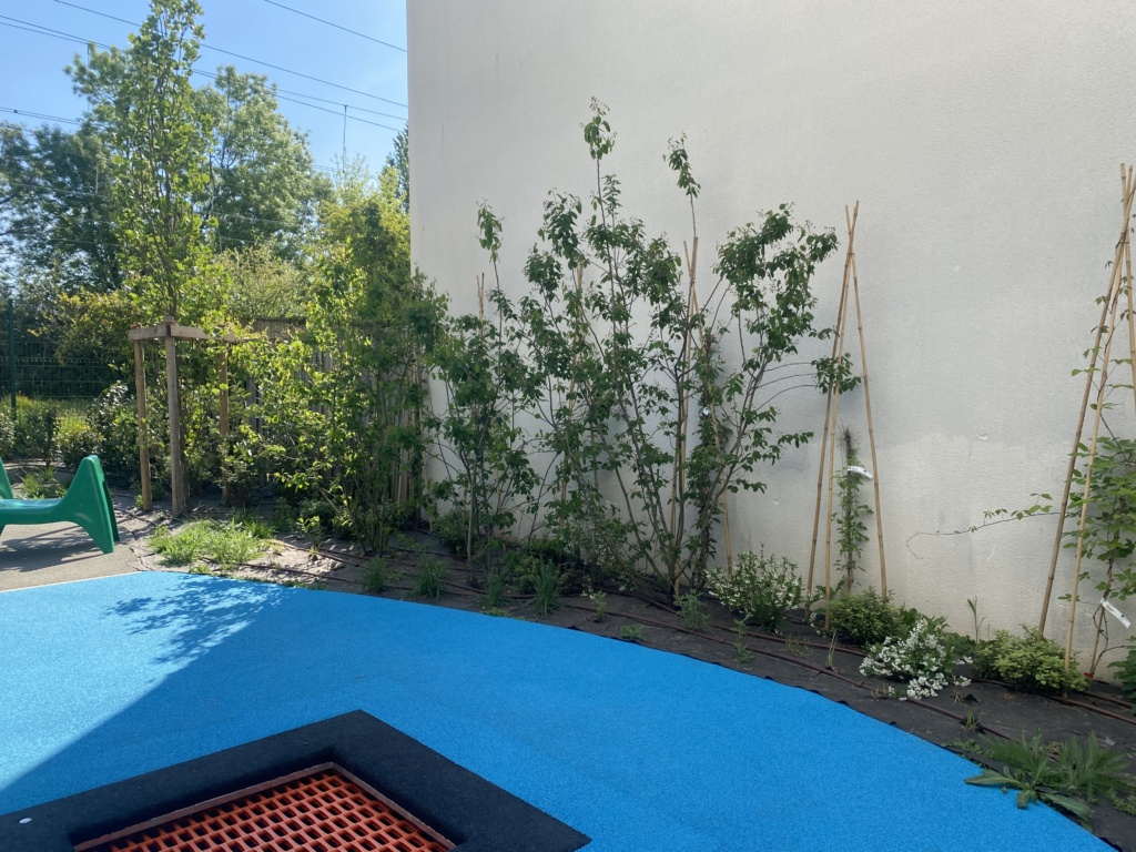 Le trampoline et les plantes grimpantes