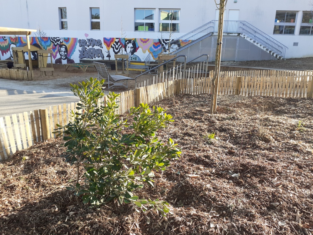 Les espaces de pleine terre qui attendent que la végétalisation prenne corps