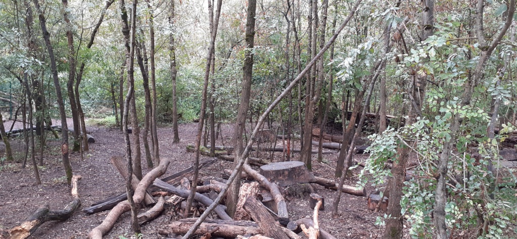 Il s'agit bien d'une forêt 