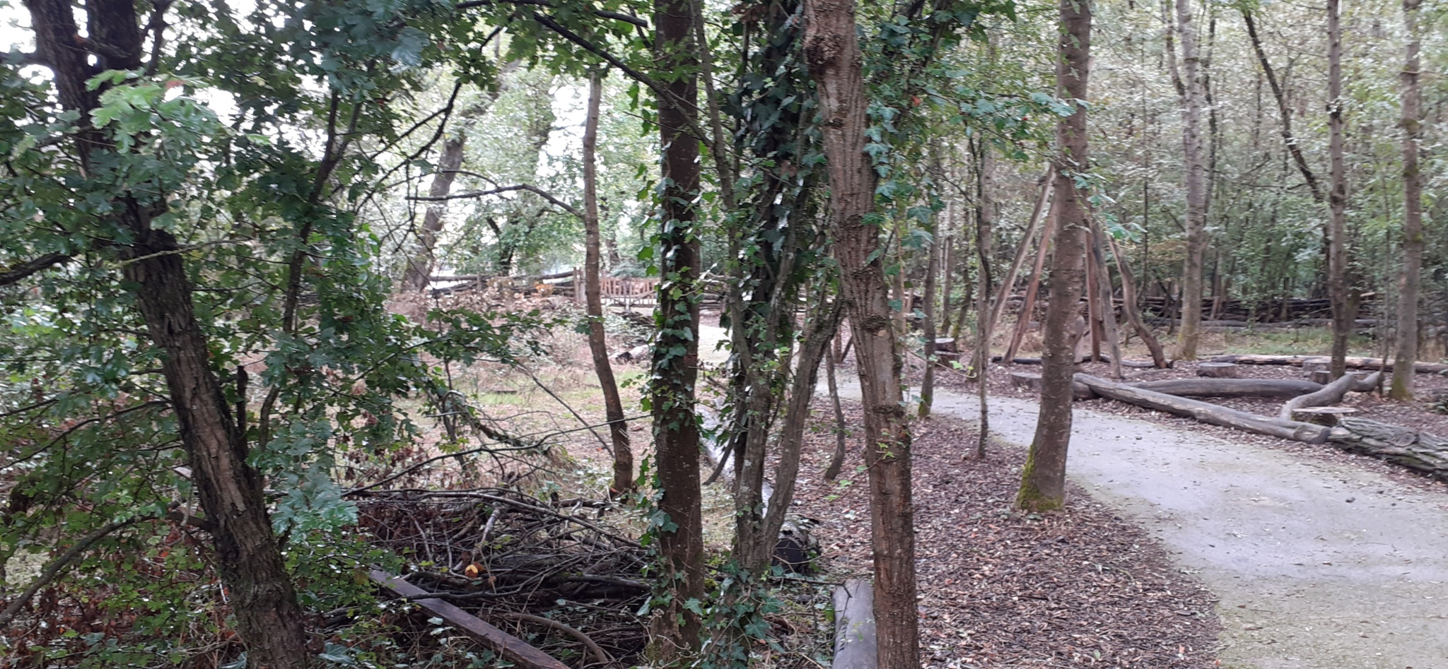 Une cour ou plutôt un chemin dans la forêt ?