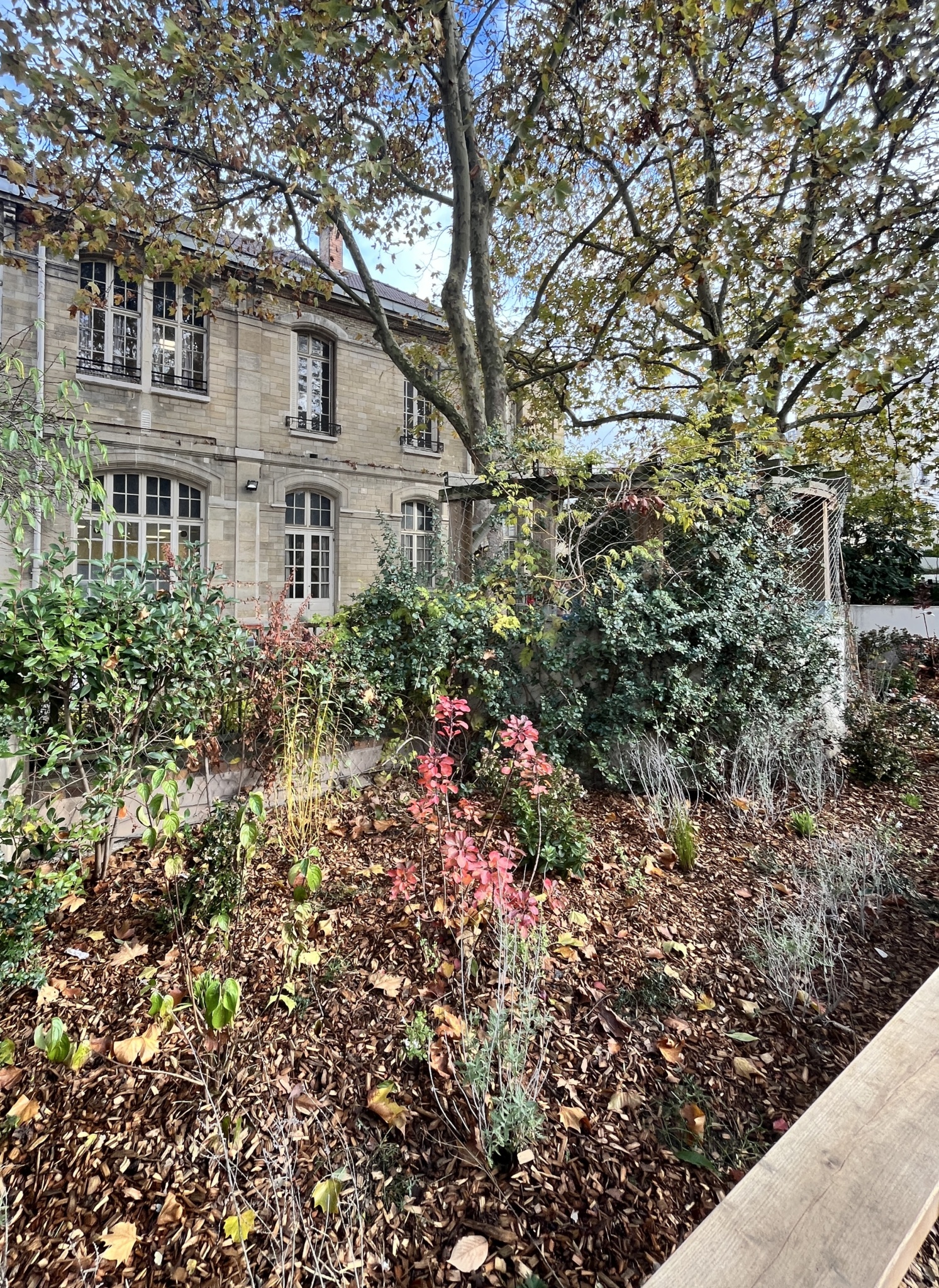 Les massifs plantés en limite de cour ont été élargis et densifiés en plantation pour diversifier les strates et la palette végétale. 